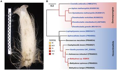 Genome-centric view of the microbiome in a new deep-sea glass sponge species Bathydorus sp.